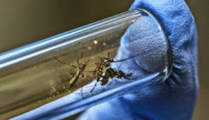 A person wearing a blue glove covers the open end of a glass tube containing three mosquitoes.