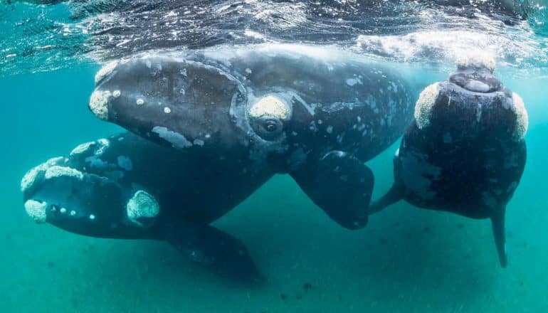 Three young southern right whales swim in shallow water.