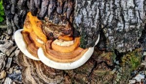 orange and white fungus grows on tree trunk
