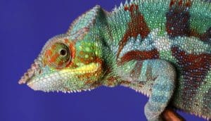 A colorful chameleon stands on a branch against a blue background.