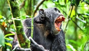 A chimpanzee in a tree shouts out, showing its teeth.