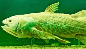 large dead fish in green tank