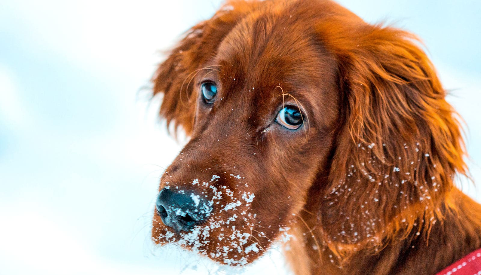 A dog with snow on its face looks up at the camera.