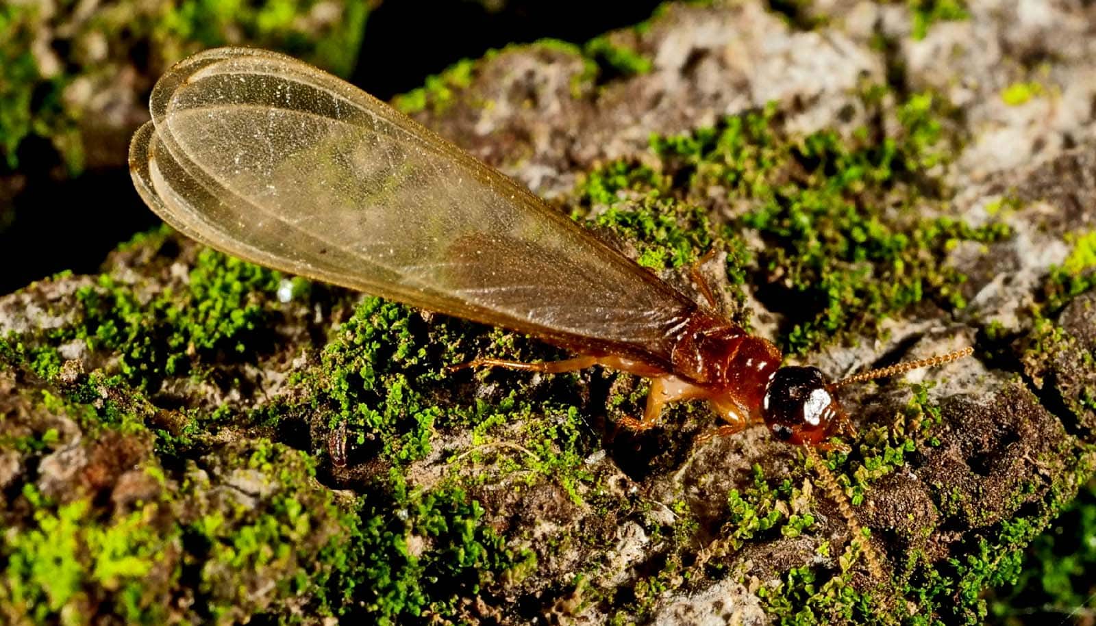 Termite colonies mature like human cities