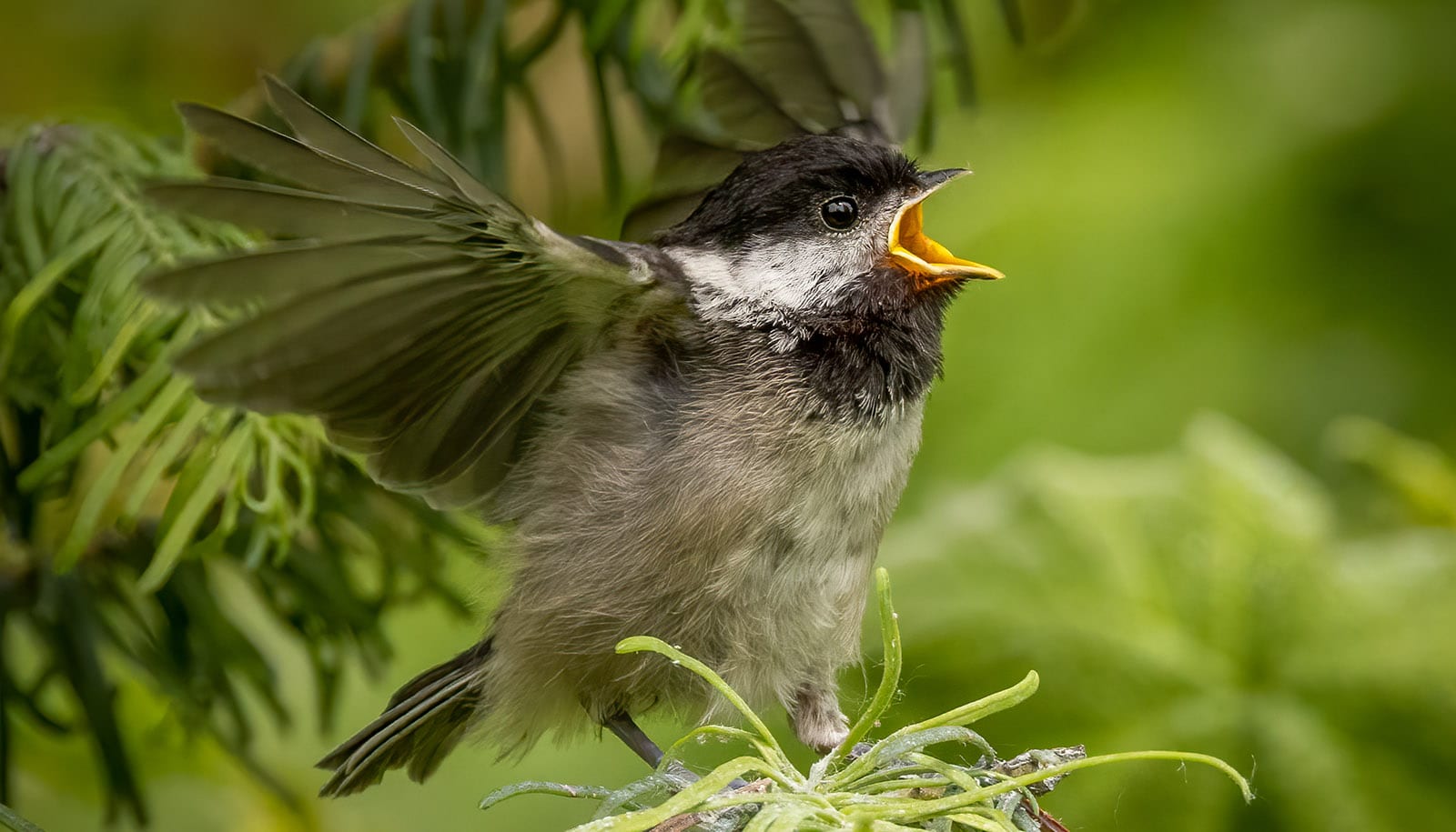 small bird with black cap and chin opens beak and flaps wings