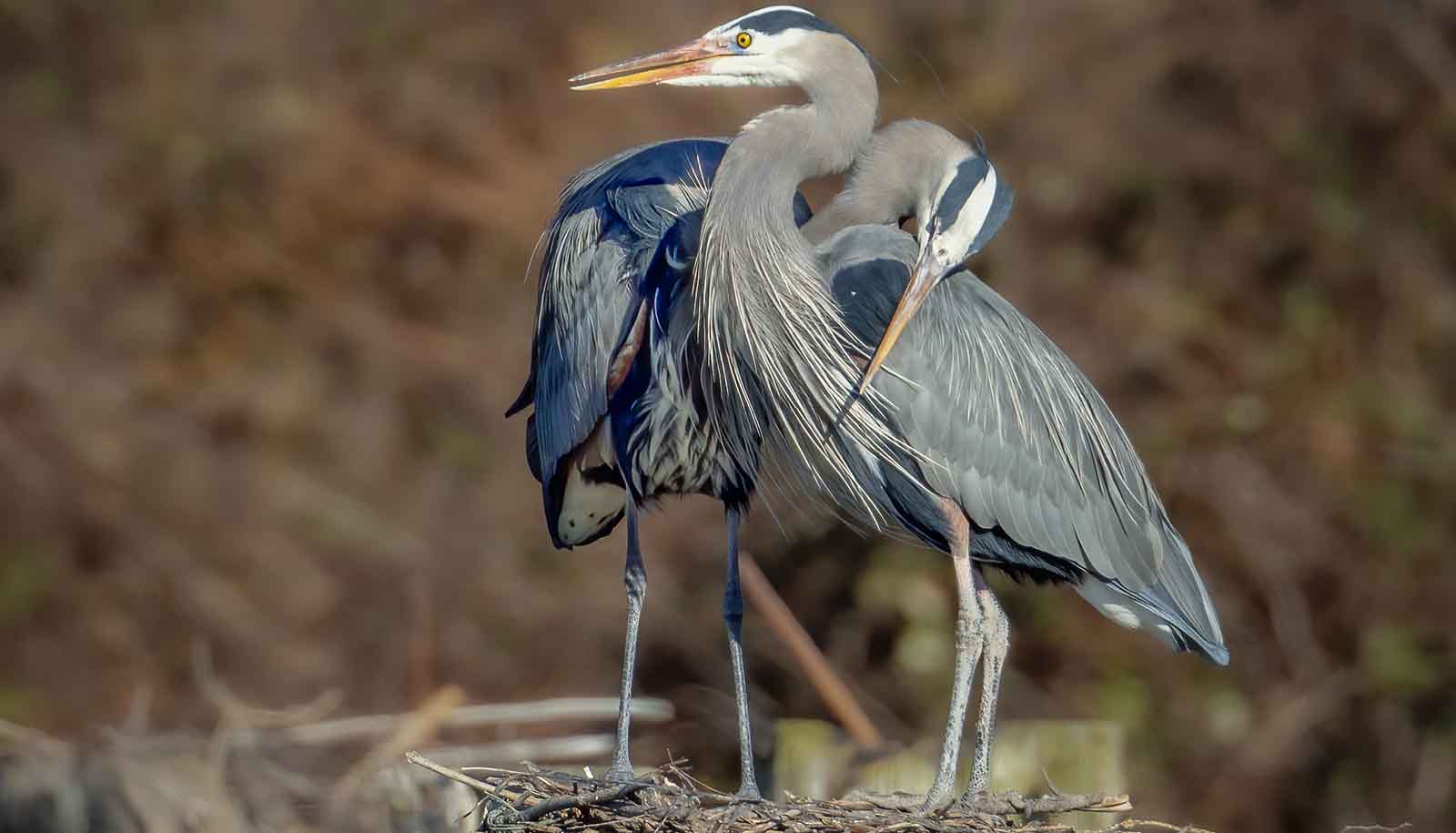 two large gray birds with long beaks entwine their necks