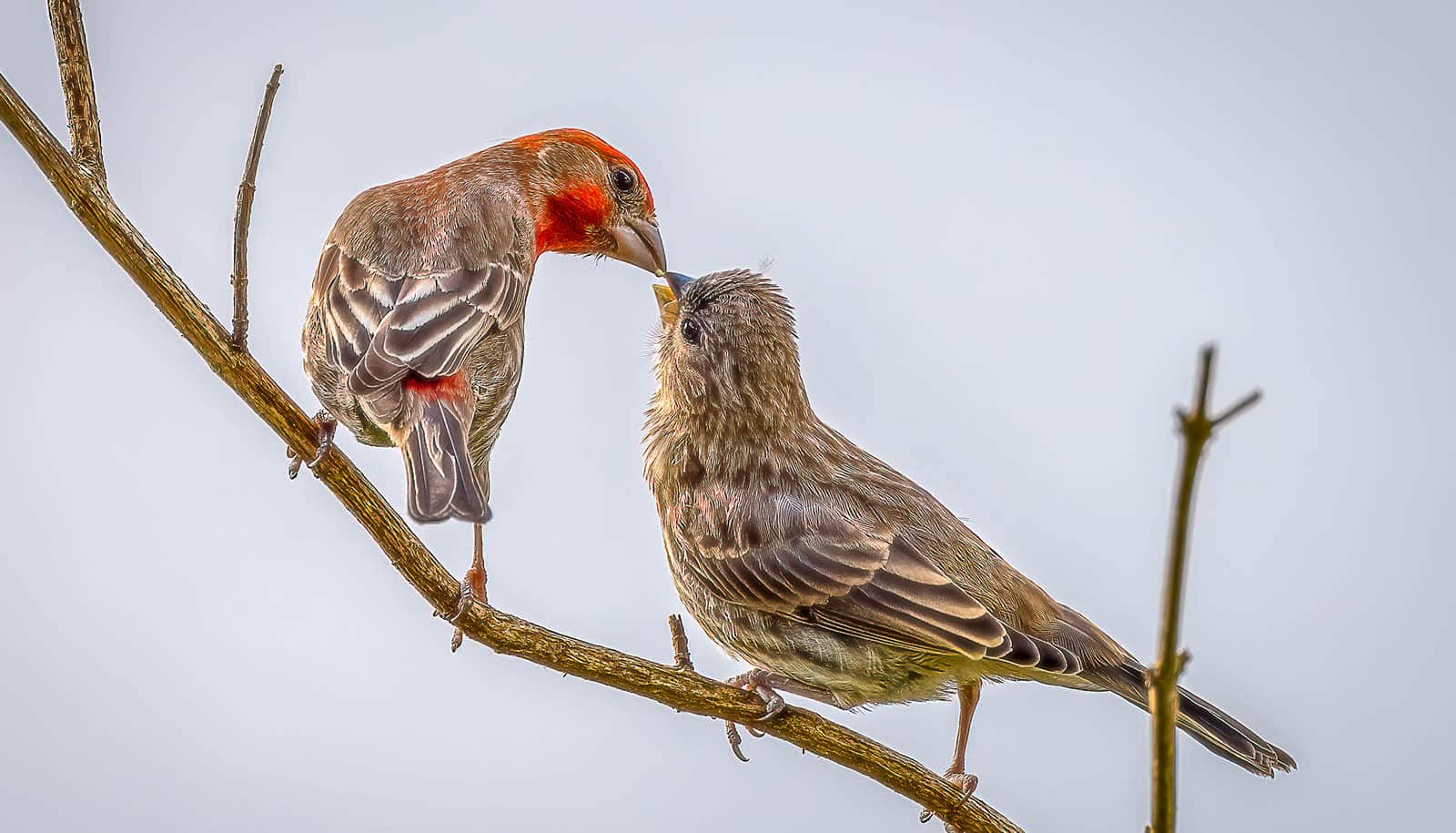 two small brown birds, one with red on its head, meet beaks on a branch