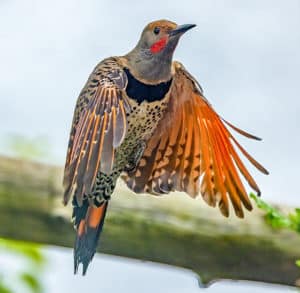 woodpecker with orange underwings, a black bib, and red hulk hogan "mustache" in flight