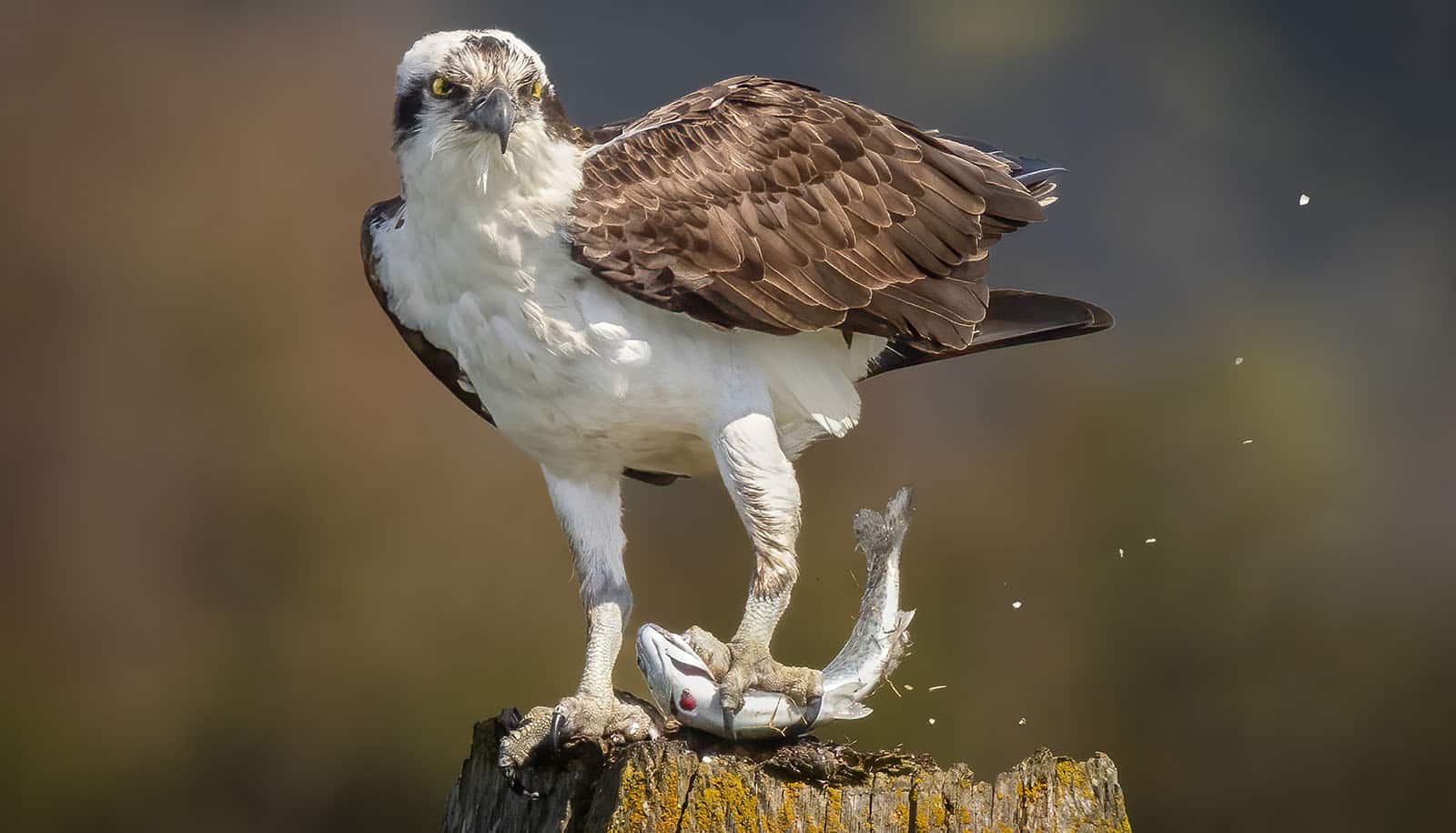 white bird with brown wings holds a fish in its talons