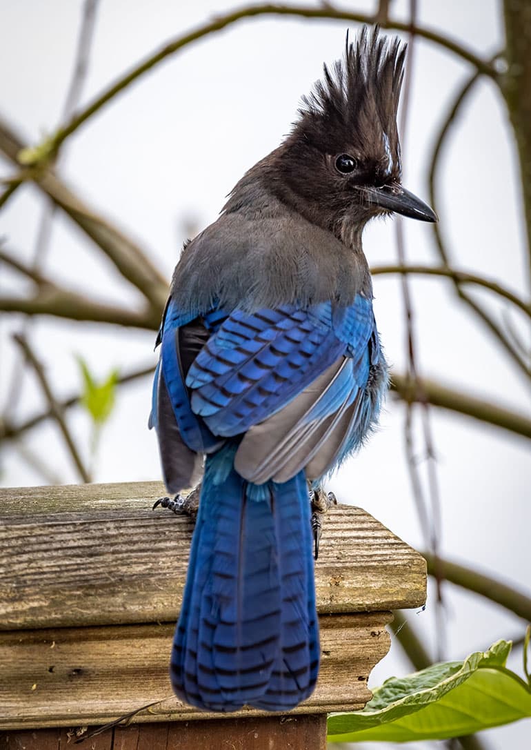 black bird with a crest and bright blue wings and tail