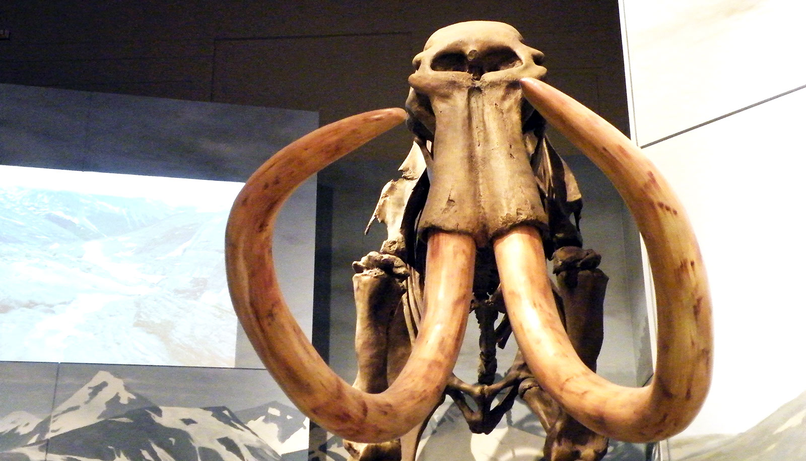 Mammoth bones hint humans were in N. America earlier than thought