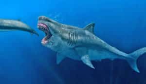 toothy megalodon chomps at whale's tale