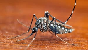 A mosquito on a wooden surface.