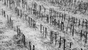 Rows of dead crops in black and white.