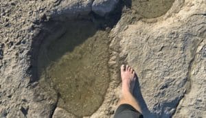 human foot next to giant water-filled dino footprint