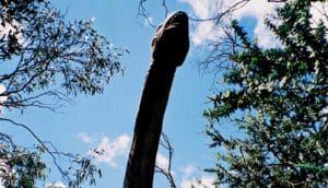 A large long-necked dinosaur model has its neck and head between trees.