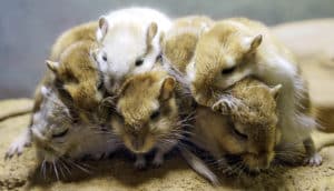 six gerbils cuddling