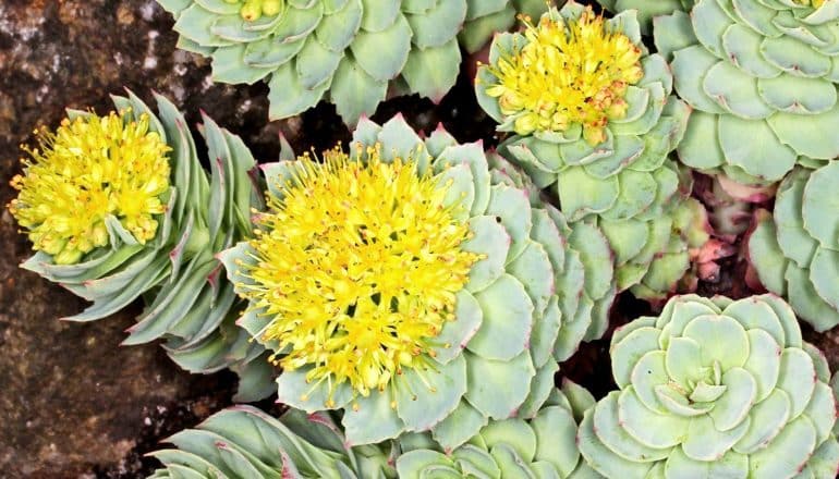 A Rhodiola rosea plant with green leaves and yellow flowers in growing in dark soil.