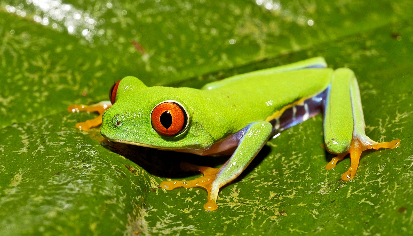 Bright Green Frogs
