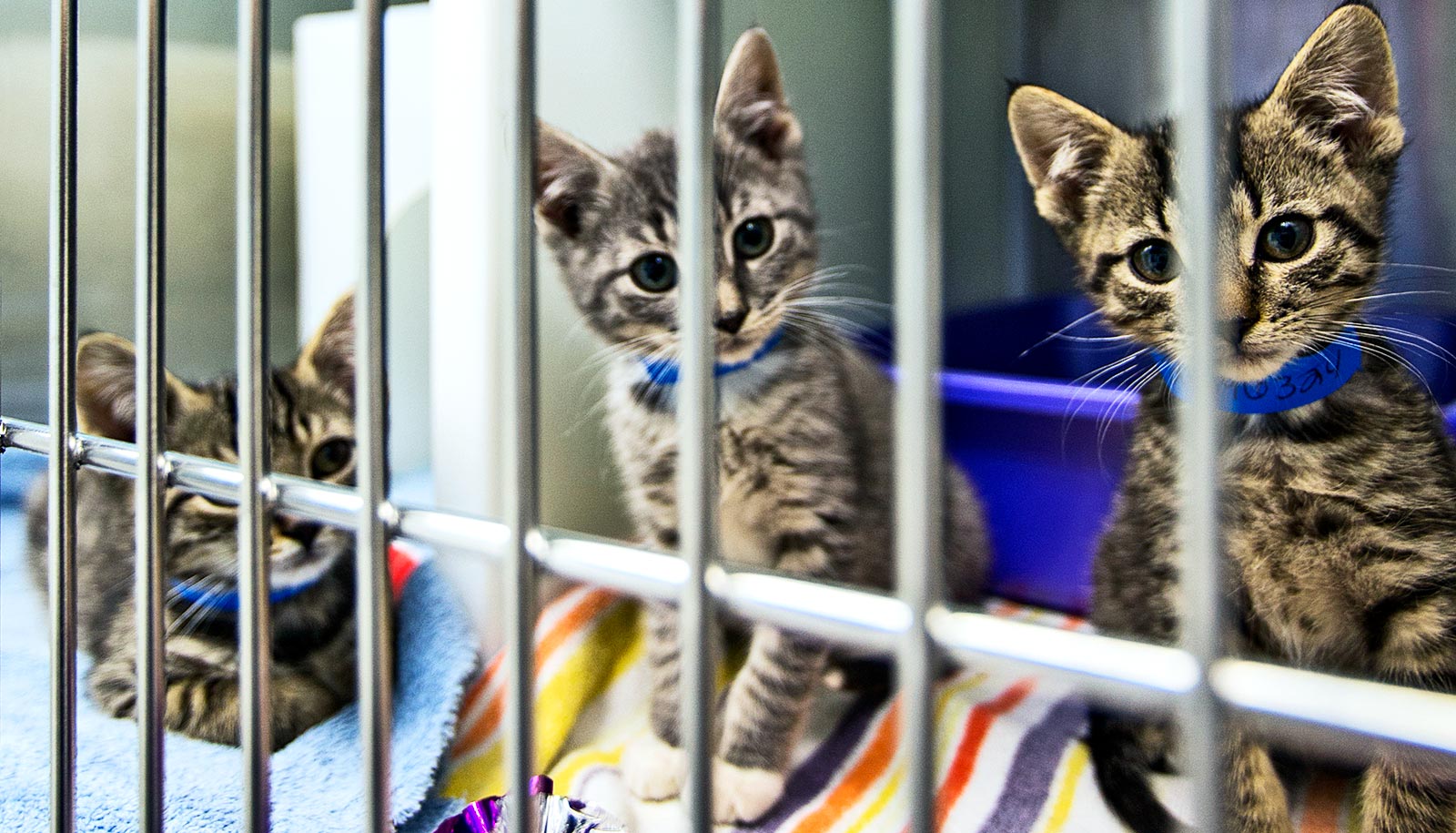 More COVID-19 fallout: Overcrowded animal shelters - Futurity
