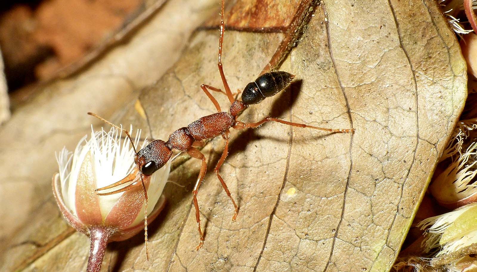 ant on leaf holds flower in mandibles