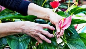 A woman reaches for a flower on a plant outside in a garden, her fingers bent from arthritis.
