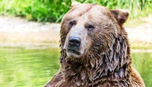 A bear covered in water looks at the camera with a stream in the background.