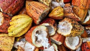 A huge pile of cacao seeds with some cracked open showing the white insides.