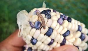 worm on blue and yellow ear of corn