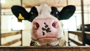 A cow rests its face on a wooden fence with its nose in focus.