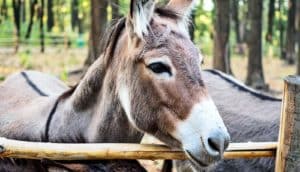 A donkey behind a wooden fence with trees in the background.