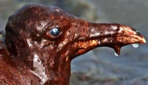 A bird's head covered in oil, with its eye peeking out of the brown muck.