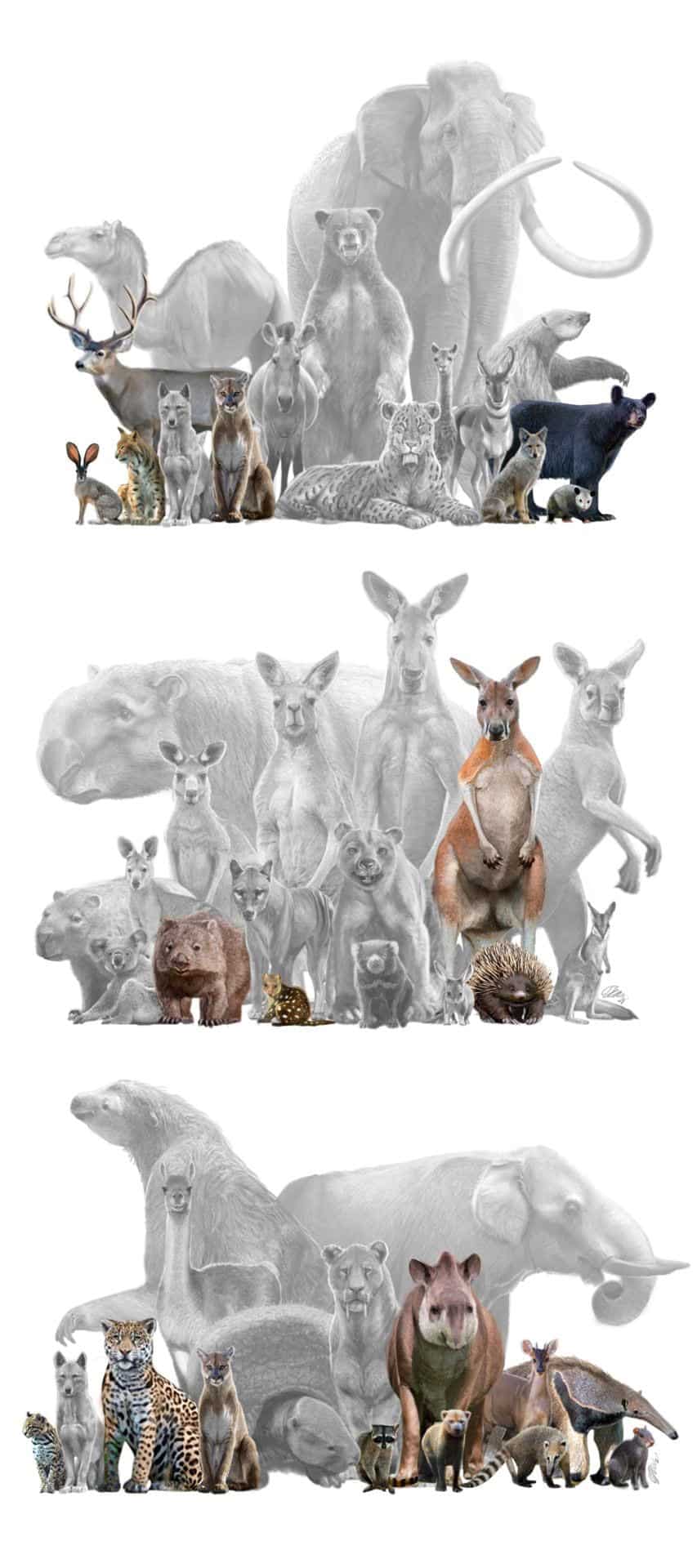 three sets of animals, each of which has missing creatures in gray behind those alive today