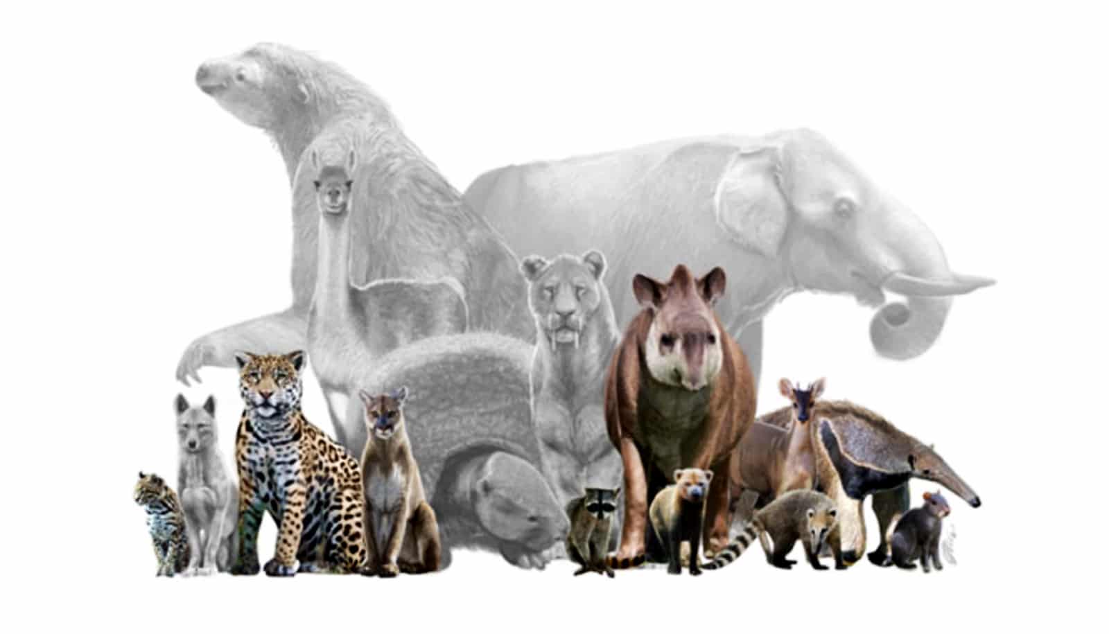 La perte de mammifères terrestres a détruit les réseaux trophiques pendant 130 000 ans