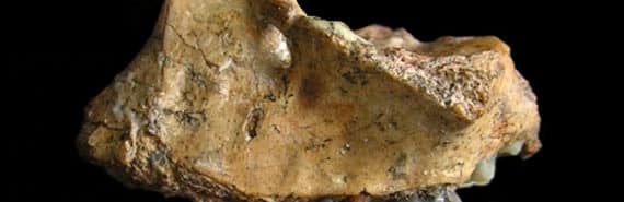 The upper jaw fossil still has a few teeth left in it.