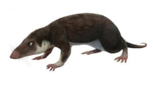 An illustration of Morganucodon, a rat-like creature that could resemble the common ancestor of all mammals.