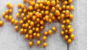 many tiny orange spiders on concrete wall