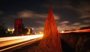 termite hill in city with blurred light from traffic