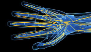 vector image of nerves in hand