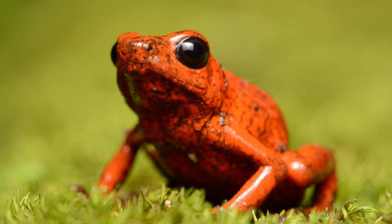 bright orange frog with big black eyes on green moss