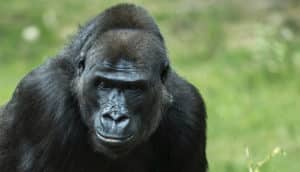 gorilla looks pensive