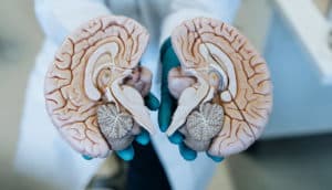 gloved hands hold halves of model brain