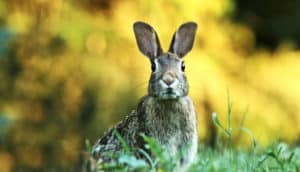 A rabbit looks at the camera with leaves in the background.