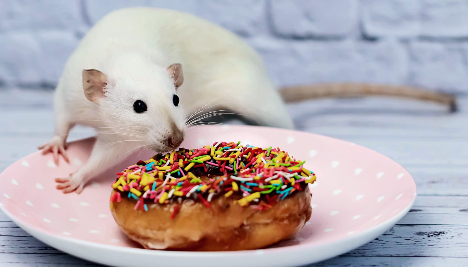 A rat sniffs a sprinkle-covered donut sitting on a pink plate.