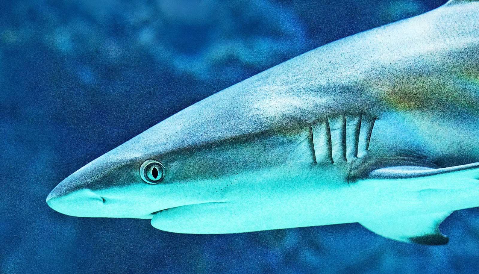 A shark swims underwater with its left eye looking at the camera.