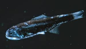 A dark fish swims through dark water with light illuminating its fins in blue.