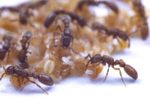 Ants and pupae crawling on a white surface.