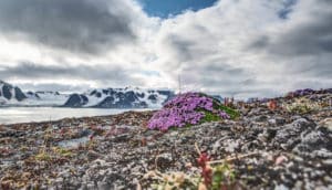 mossy slope with lump of purple flowers, snowy peaks, water, and cloudy sky in background