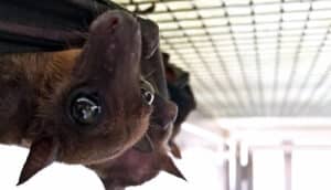 upside-down face of large brown bat