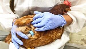 A researcher wearing a white lab coat and blue gloves holds a chicken.